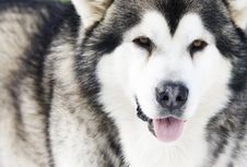 Siberian Husky In The Snow Royalty Free Stock Image