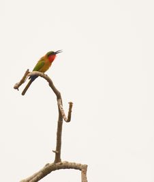A Red-throated Bee-eater On A Twig Royalty Free Stock Photos A Red-throated Bee-eater On A Twig Royalty Free Stock Photos