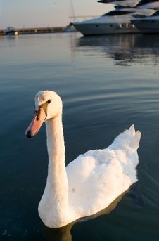Swan At The Pier With Yachts Royalty Free Stock Photo Swan At The Pier With Yachts Royalty Free Stock Photo