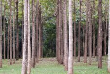 Free Hardwood Trees In A Row Stock Photos - 18448473