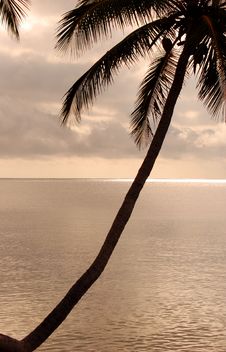 Diagonal Palm Tree Royalty Free Stock Photos Diagonal Palm Tree Royalty Free Stock Photos