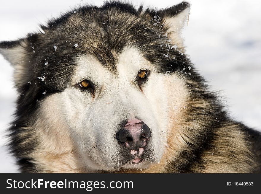 Siberian Husky in the Snow