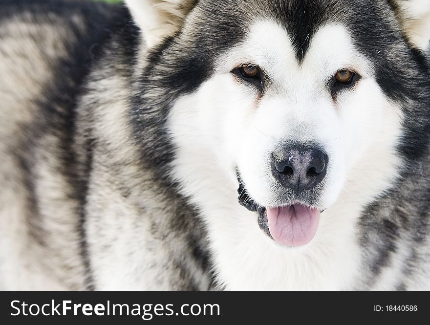 Close up on Siberian Husky in the Snow