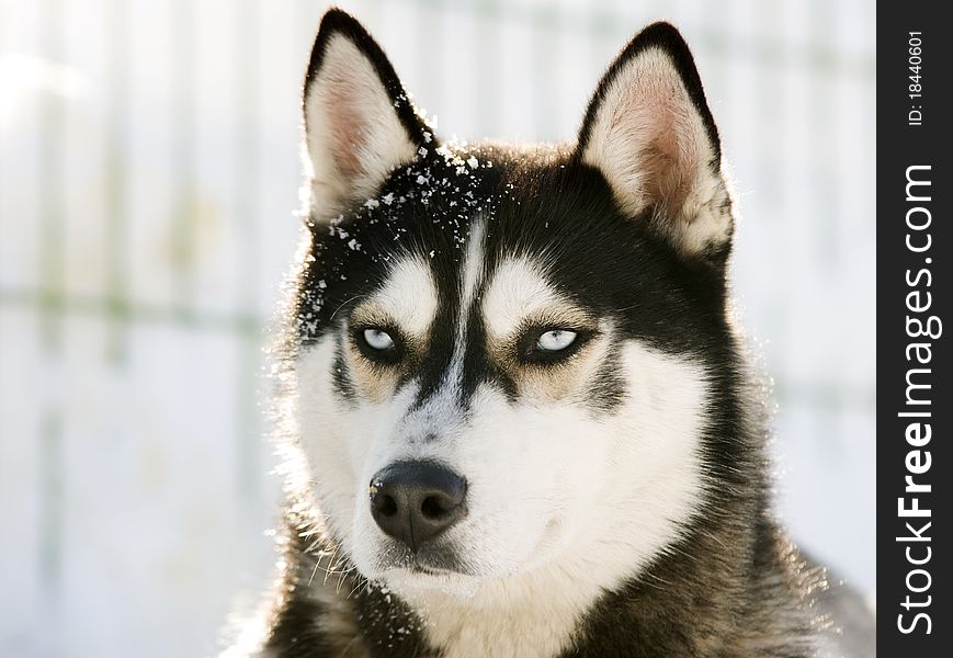 Siberian Husky In The Snow