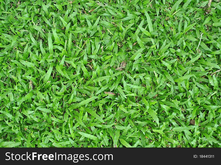 The texture created by a closeup of grass