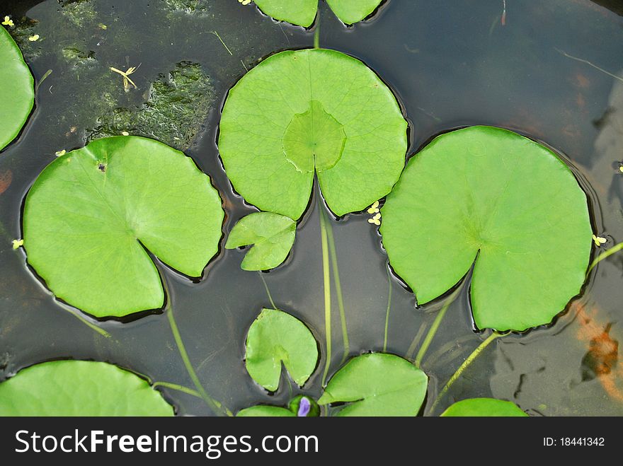 The details of huge lotus leafs over water