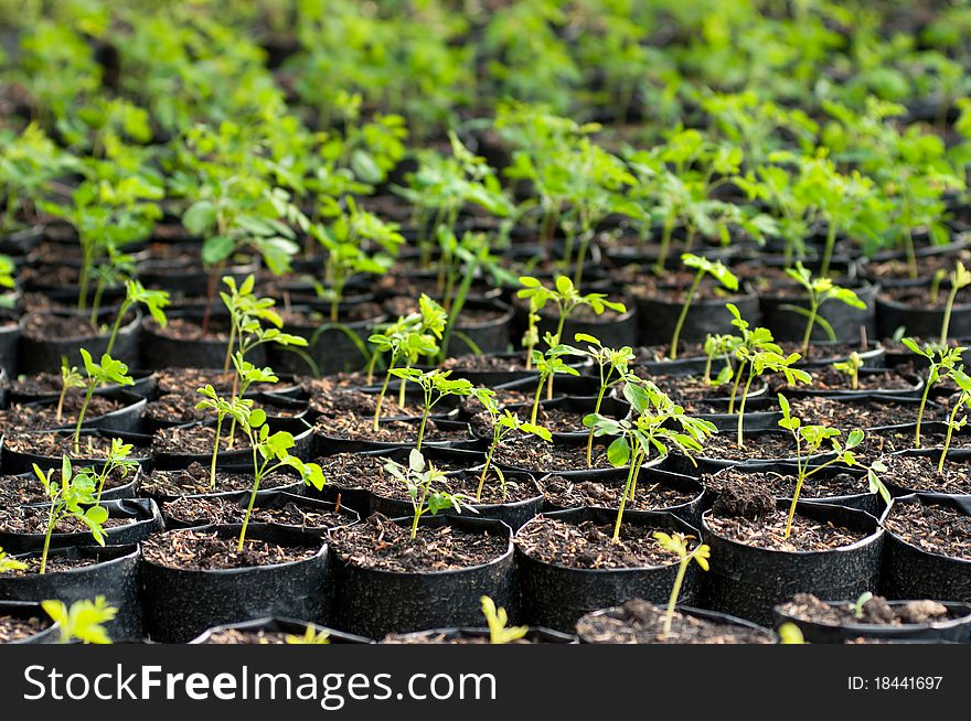 Seedlings are germinated in the field propagation. Seedlings are germinated in the field propagation.