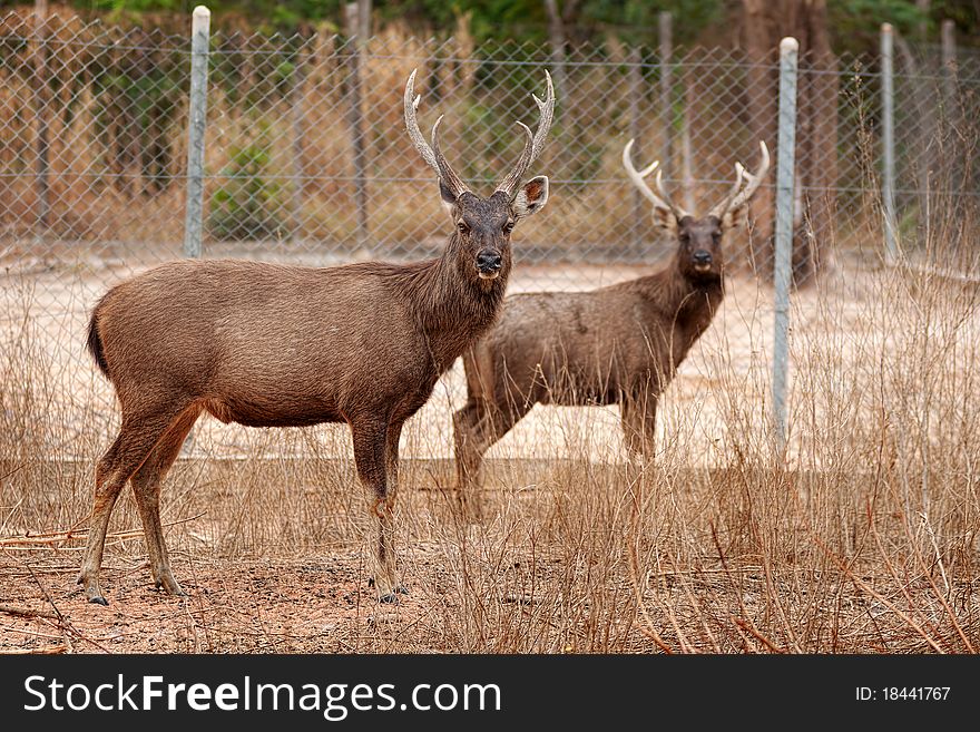 Deer taken care of well. Within wildlife sanctuaries. Deer taken care of well. Within wildlife sanctuaries.