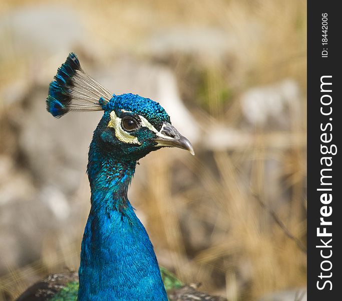 Common Peafowl (Pavo cristatus) has been widely introduced throughout North America. Common Peafowl (Pavo cristatus) has been widely introduced throughout North America