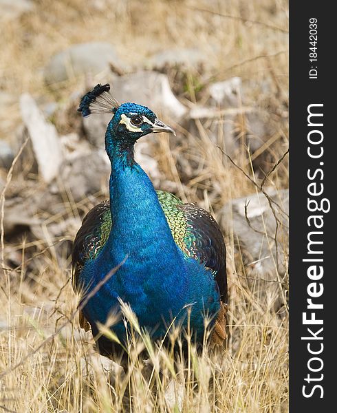 Common Peafowl  (Pavo cristatus)