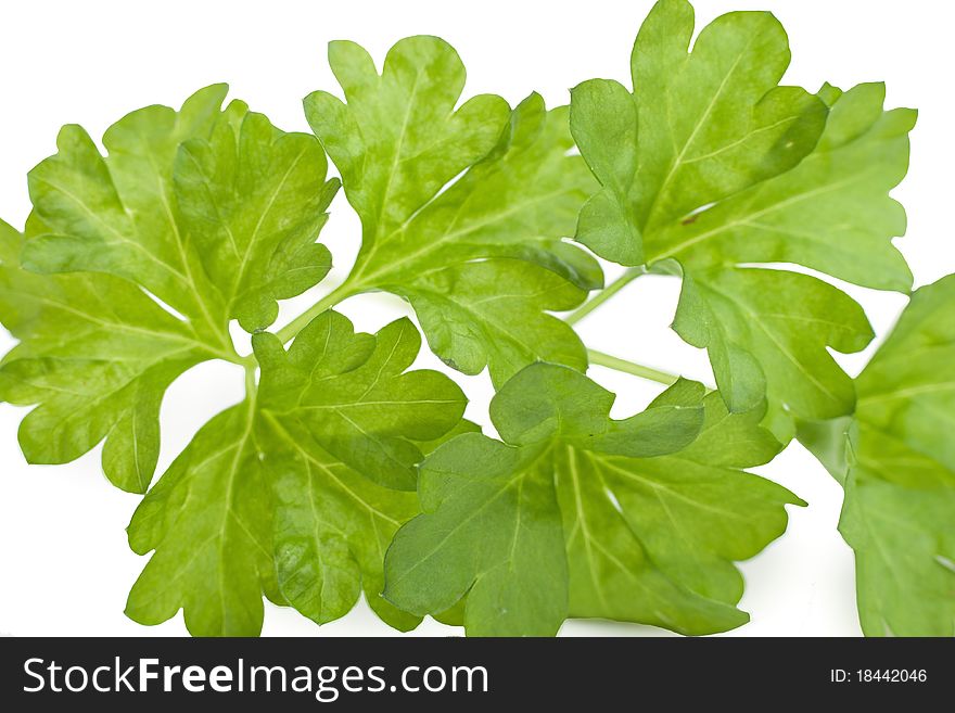 Fresh leaf herb parsley isolated on white