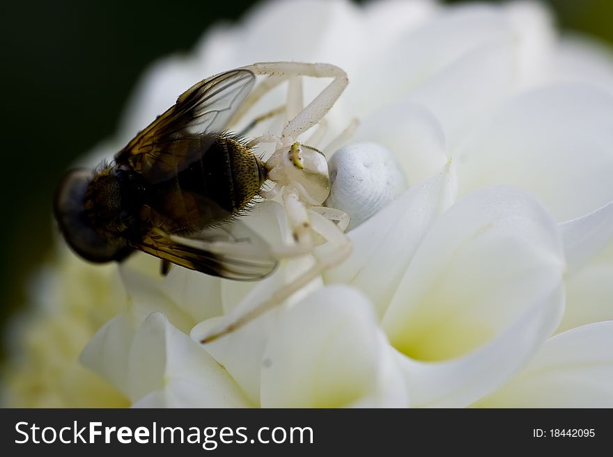 Spider eating a captured fly