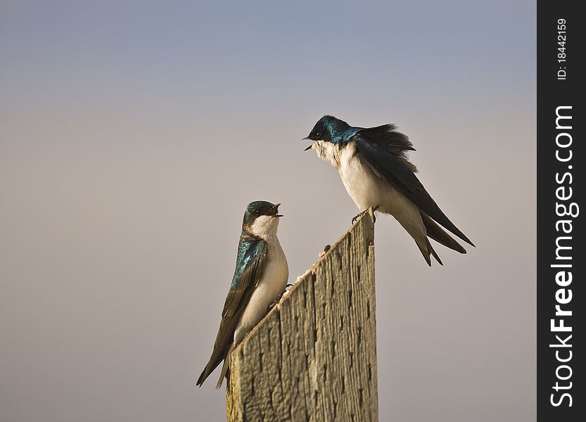 Tree Swallow (Tachycineta bicolor) argue for a choice perching spot. Tree Swallow (Tachycineta bicolor) argue for a choice perching spot