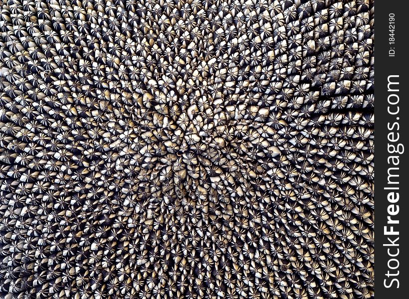 Densely packed sunflower seeds still in the flower pod creating a mesmerizing pattern. Densely packed sunflower seeds still in the flower pod creating a mesmerizing pattern