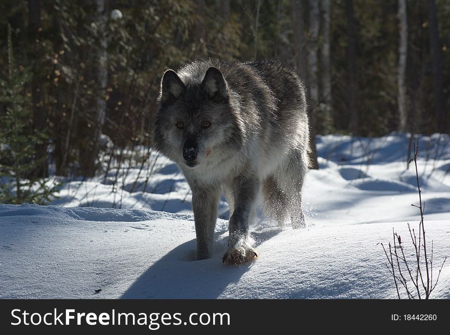 A female gray wolf in snow