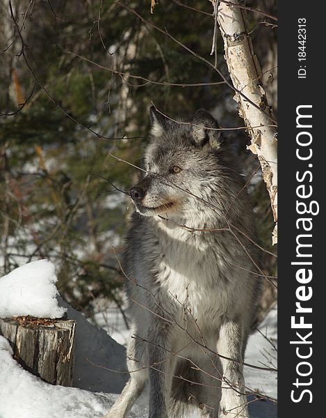 A female gray wolf in snow