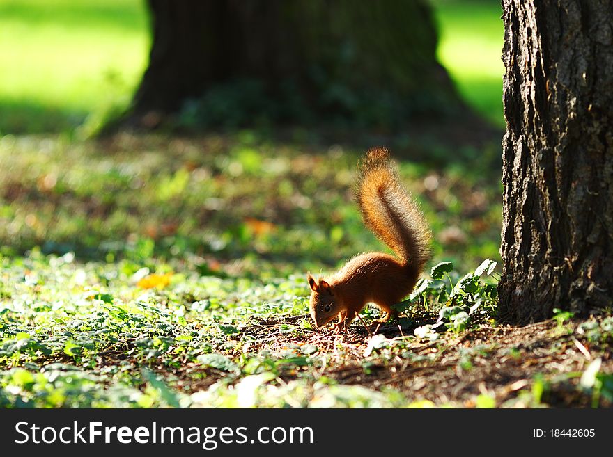 Squirrel jumps in the autumn forest. Squirrel jumps in the autumn forest