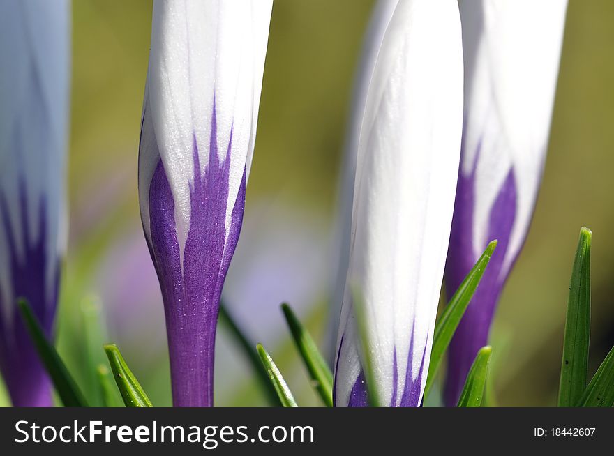 White and purple crocus flowers in closeup