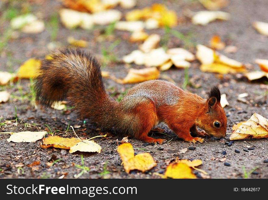 Squirrel in the autumn forest