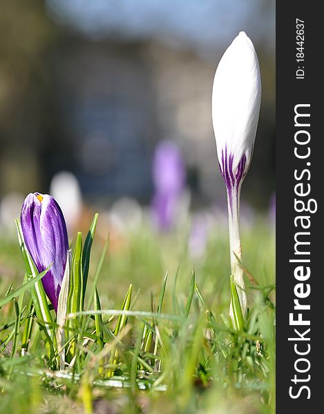 Nascent white and purple crocus flowers