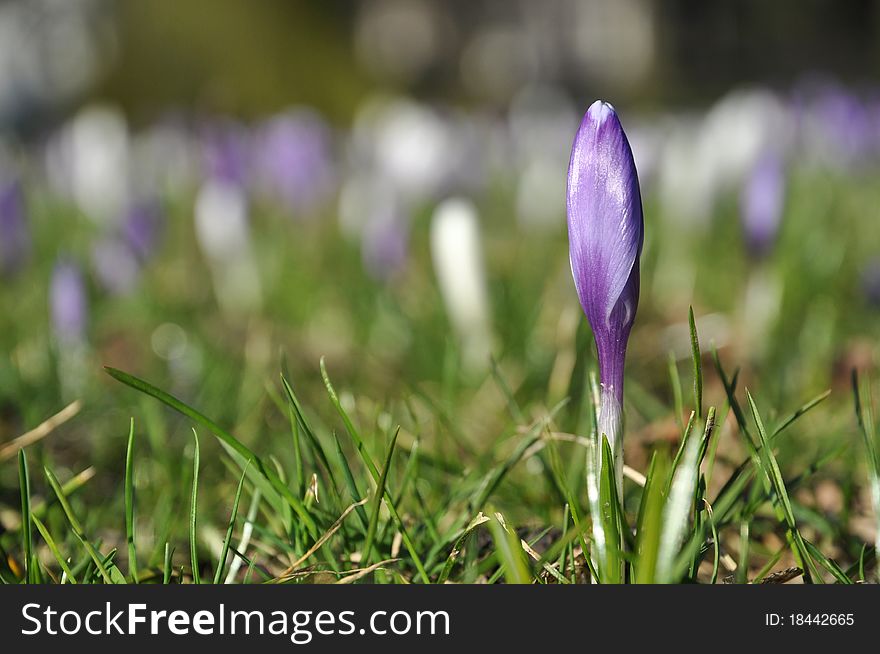 Single purple crocus flower in grass meadow