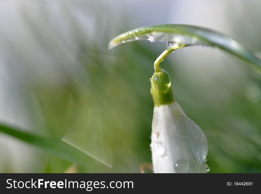 Snowdrop flower enlarged by waterdrop. Snowdrop flower enlarged by waterdrop