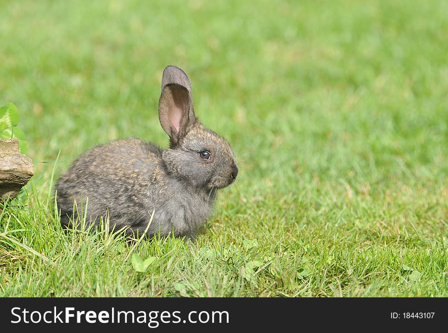 Little rabbit in the grass
