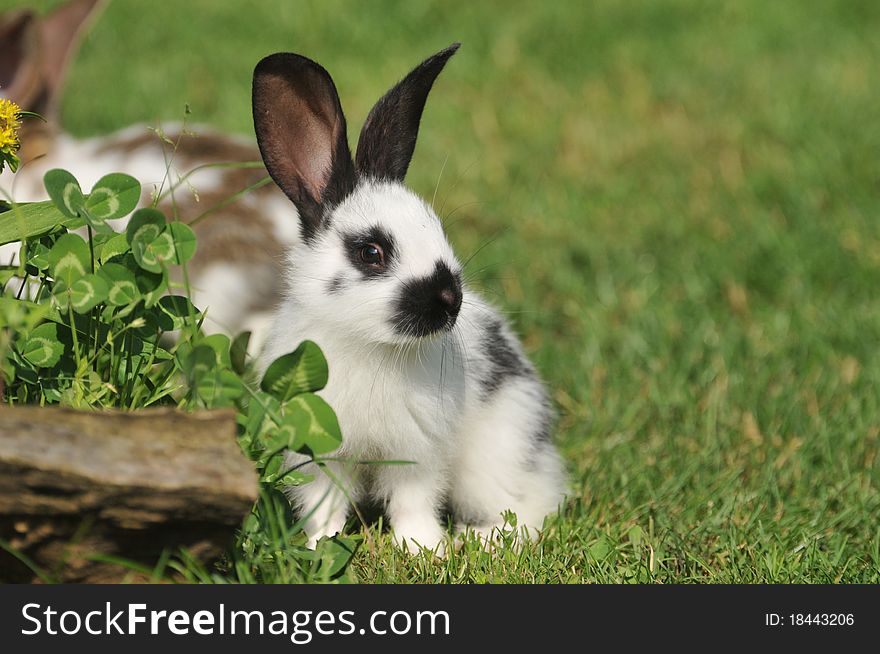 Little rabbit in the grass