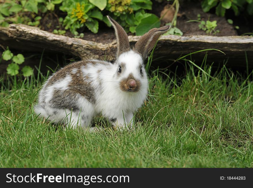 Little rabbit in the grass