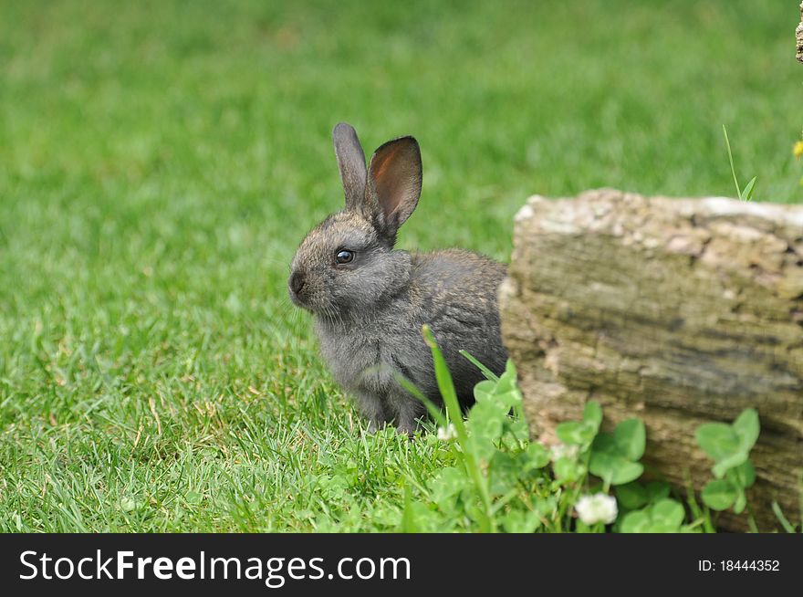 Little rabbit in the grass