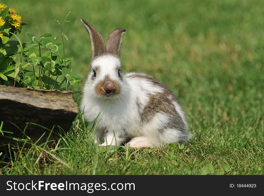 Little rabbit in the grass