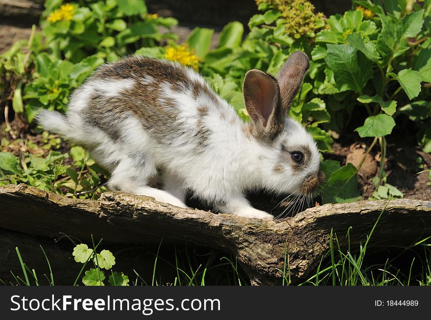 Little rabbit in the grass