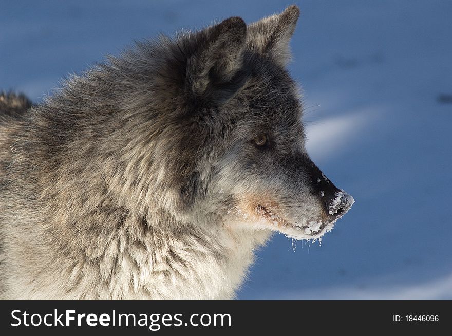 A female gray wolf in snow