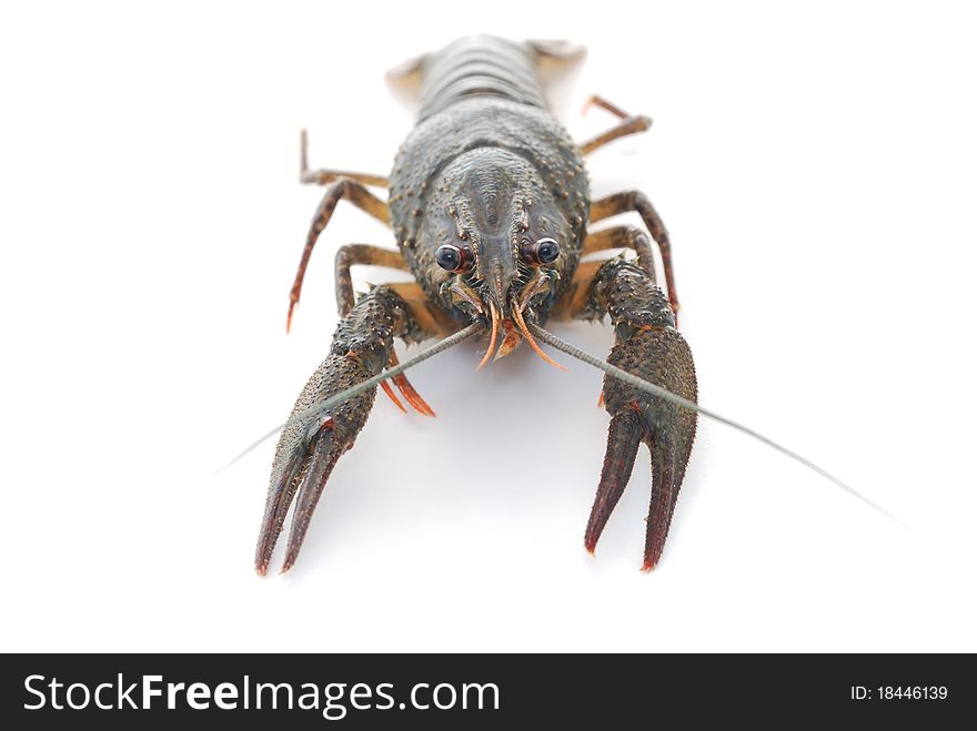 Live crayfish. Crawfish on the isolated white background.