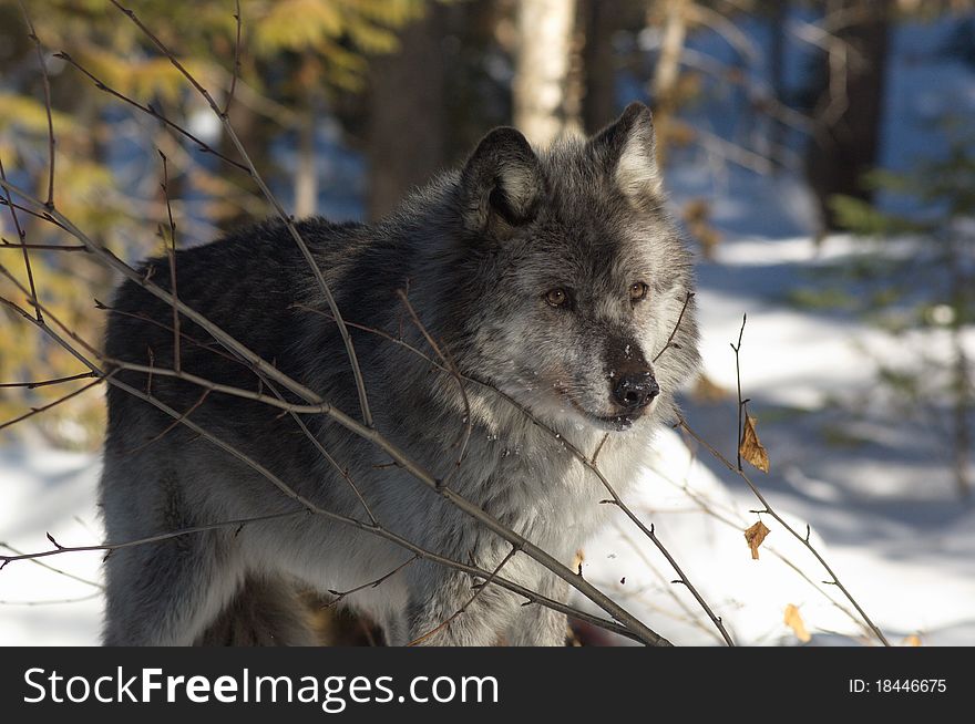 A female gray wolf in snow