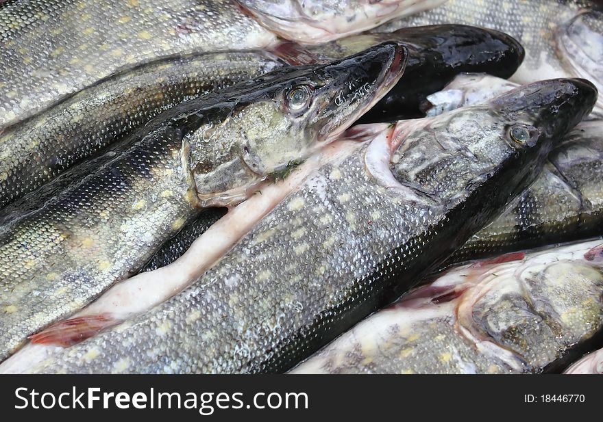 Fresh fishes in a fish market background. Fresh fishes in a fish market background