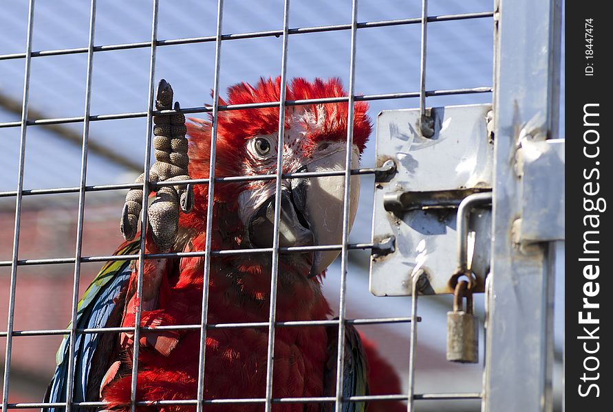 Red parrot in the cage