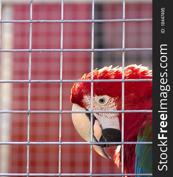 Red parrot in the cage