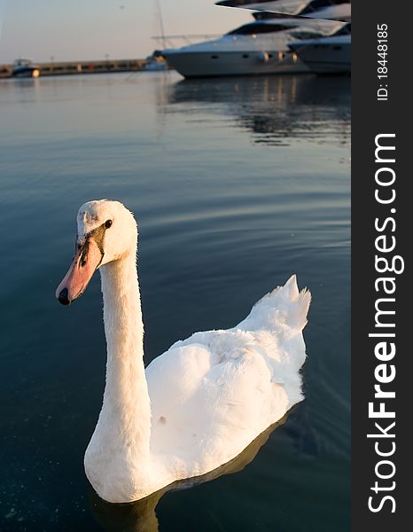 Swan At The Pier With Yachts