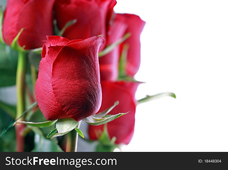 Red roses bouquet in white background
