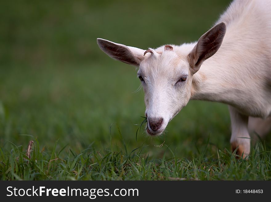 White goat with small horns eating green grass while facing camera. White goat with small horns eating green grass while facing camera