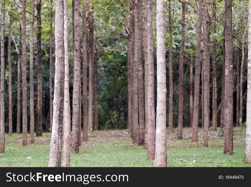 Hardwood Trees In A Row