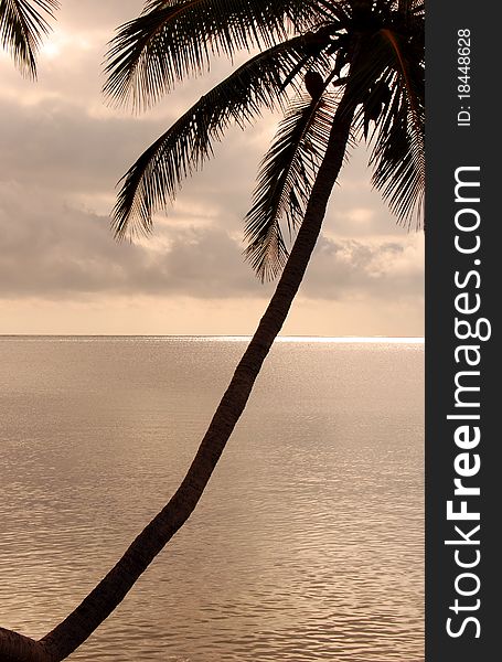 Diagonal silhouette of palm tree in Belize. Diagonal silhouette of palm tree in Belize