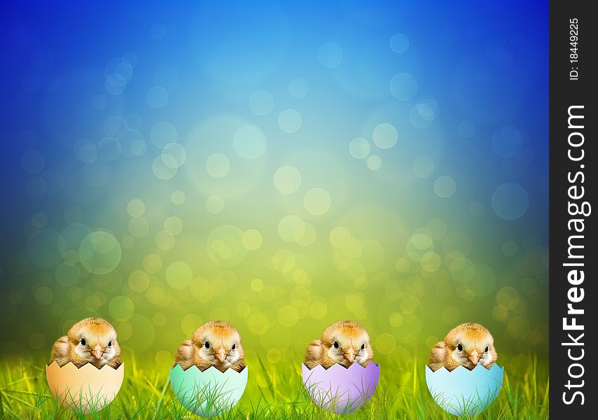 Cute Easter baby Chicks