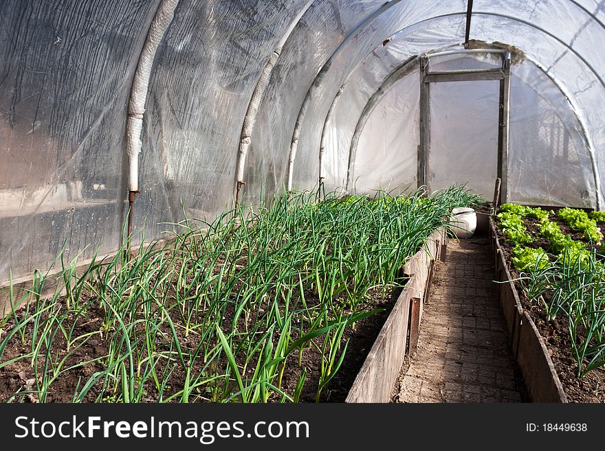 Real greenhouse