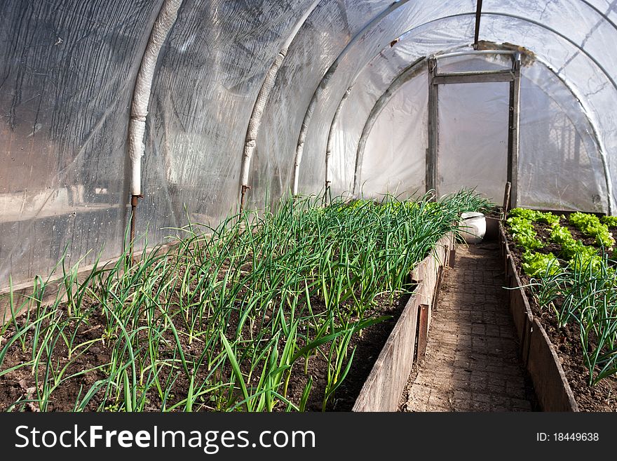 In the real greenhouse. Lettuce and onion visible. Artistic selective focus.