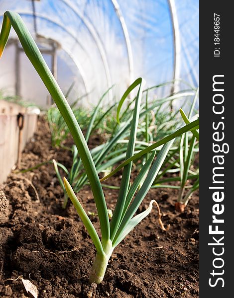 In the real greenhouse. Lettuce and onion visible. Artistic selective focus.