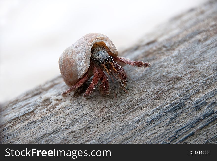 A Hermit Crab on wood in the beach