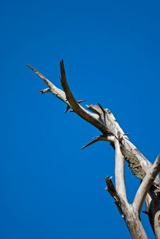 Dead Tree Stock Images