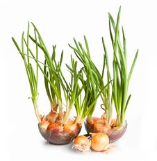 Green Onion Stock Photo Green Onion Stock Photo